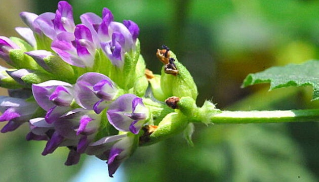 Bakuchiol: proprietà e benefici per la pelle